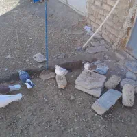 کبوتر|پرنده|معصومیه, |دیوار