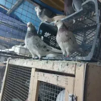 ۶۰و۷۰تا کفتر کفتر بازی