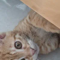گربه بازیگوش