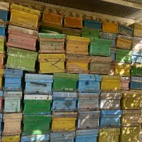 فروش ۲۰۰کندو خالی در شهر فیروزان