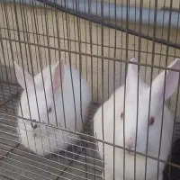 فروش دو خرگوش نروماده