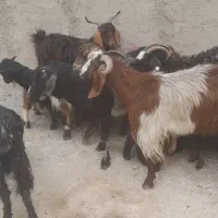 ۱۰ راس بز جوان پرشیر