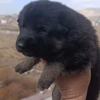 توله سگ ژرمن ماده