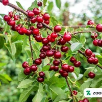 کود تقویت کننده کامل گیاهان