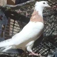 کفتر طوقی|پرنده|دره شهر, |دیوار