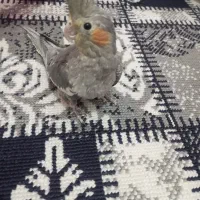 3 عدد جوجه عروس هلندی دستی|پرنده|مشهد, گلشور|دیوار