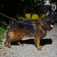 سگ ژرمن شپر