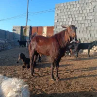 پازن|حیوانات مزرعه|کازرون, |دیوار