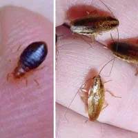 سمپاشی ساس سوسک سم موش با مجوز بهداشت