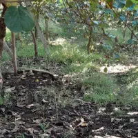 فروش باغ کیوی متراژ 750متر|فروش زمین و ملک کلنگی|چوبر, |دیوار