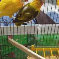 فنچ‌و‌طوطی‌برزیلی‌|پرنده|خرمدره, |دیوار