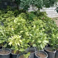 اکو با ژاپونی|گل و گیاه طبیعی|رامسر, |دیوار