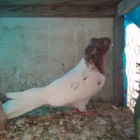 کبوتر|حیوانات|قم, علی آباد سعدگان|دیوار