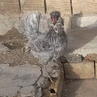 گلین طوسی فول