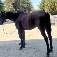 اسب مسابقات کورس تم تم