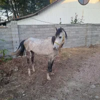 اسب نژاد کورد|اسب و تجهیزات اسبسواری|لاهیجان, آهندان|دیوار