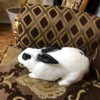 خرگوش نر اهلی به همراه قفس ووسایل|موش و خرگوش|تبریز, |دیوار