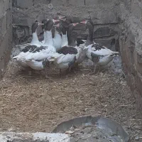 ۸‌عدد‌غاز‌محلی‌چاق‌وچله