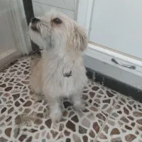 سگ فروشی|سگ|یزد, |دیوار