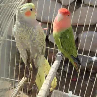 طوطی برزیلی عروس هلندی