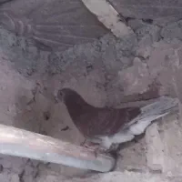 کبوتر|پرنده|مراغه, |دیوار