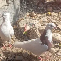 کفتر|پرنده|شیراز, بازار|دیوار