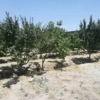 ۳۵۰ متر باغچه چسب بافت برق منطقه بکر|فروش زمین و ملک کلنگی|شهریار, اصیل آباد|دیوار