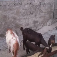 بز خارجی|حیوانات مزرعه|سیوان, |دیوار