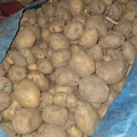 سیبزمینی اسپرید و جیلی|عمدهفروشی|تویسرکان, |دیوار