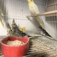 عروس هلندی سرلاکی همه نژاد|پرنده|قم, نوبهار|دیوار