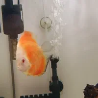 ماهی دیسکس|ماهی|اندیشه, اندیشه فاز ۳|دیوار