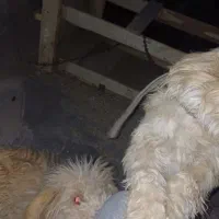 سگ خونگی فوق‌العاده باهوش|سگ|شیراز, بعثت|دیوار