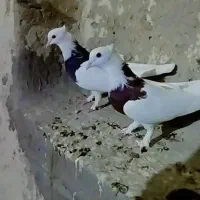 جفتطوقی فروش ومعاوضه باکتوله