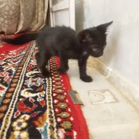 گربه|گربه|نظرآباد, نظرآباد|دیوار