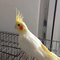 عروس هلندی لوتینو