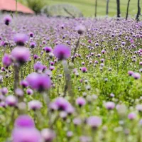 فروش-زمین-کشاورزی-در-ییلاق