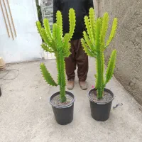 20نوع گل  اپارتمانی بزرگ