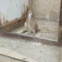 کفتر چپ