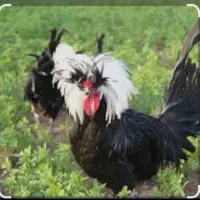 مرغ و خروس لهستانی