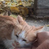 بچه گربه|گربه|طرقبه, |دیوار