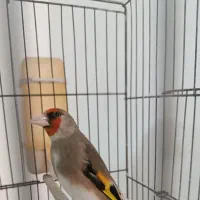 سهره سقا