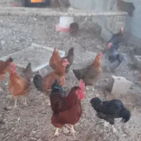 مرغ رسمی تخمگذار