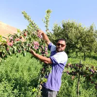 نهال های گلابی زرد سبز قرمز گلدانی آماده کاشت