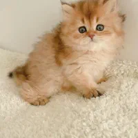 دهکده گربه‌های بی‌نظیر (مجموعه میوهاپ)|گربه|اصفهان, جلفا|دیوار