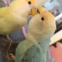 یک جفت طوطی برزیلی اهلی و بازی گوش|پرنده|کازرون, |دیوار