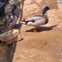 اردک پروازی