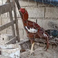 یک جفت لاری اصل|حیوانات مزرعه|گنبد کاووس, |دیوار