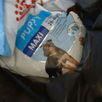 غذای خشک سگ