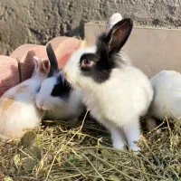 خرگوش خانگی