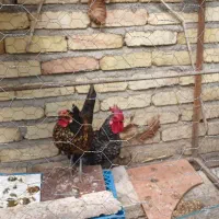 مرغ و خروس سبرایت